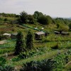 Page link: Allotments